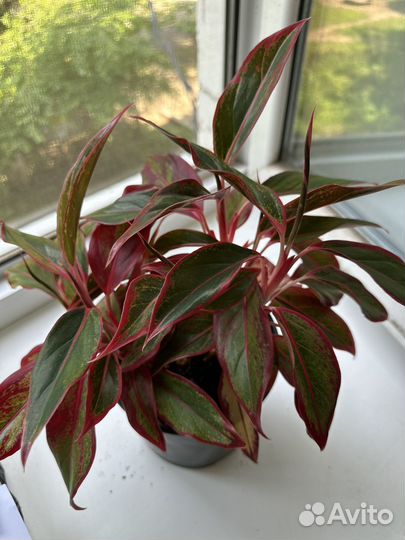 Аглаонема крит