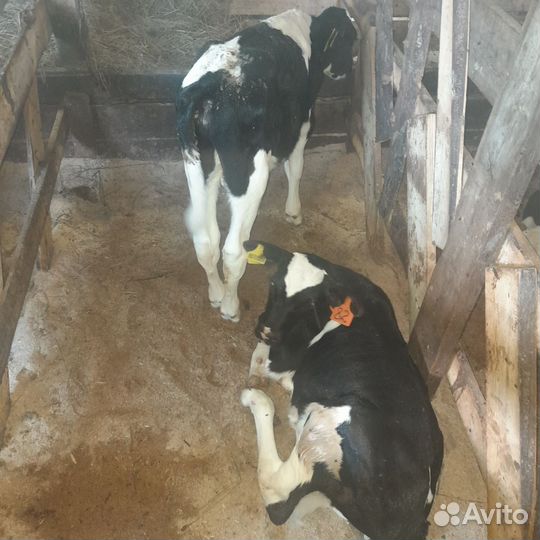 Бычки, телята