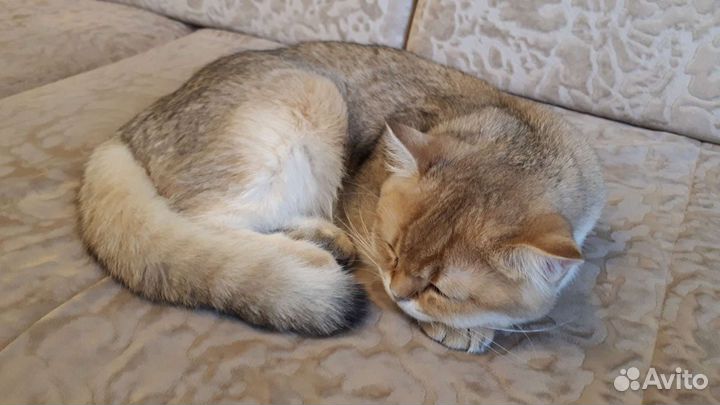 Кот на вязку Шотландец страйт