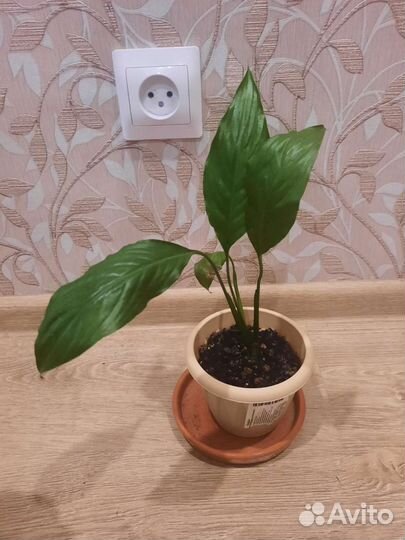 Спатифиллум