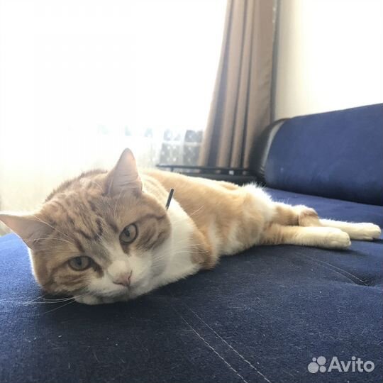 Отдам кота в добрые руки