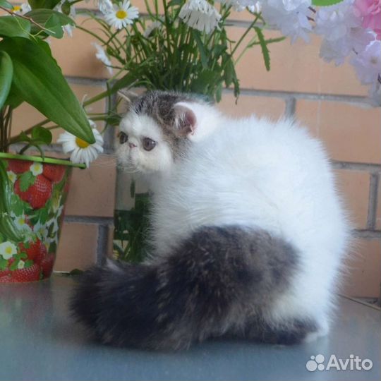 Котик экзот van