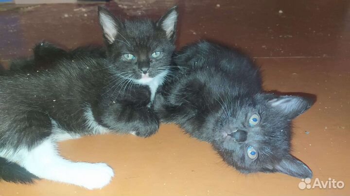 Котята в дар бесплатно