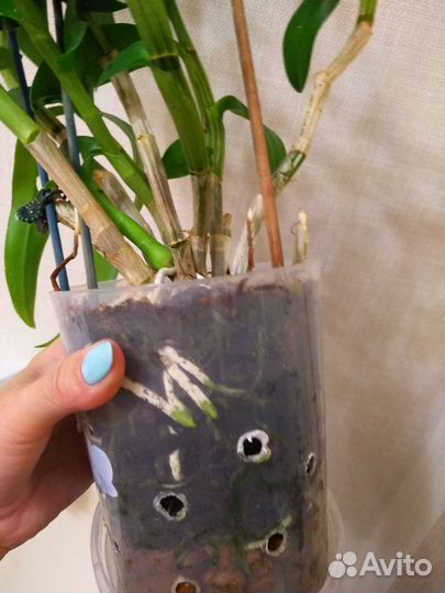 Дендрофаленопсис в горшке два цвета