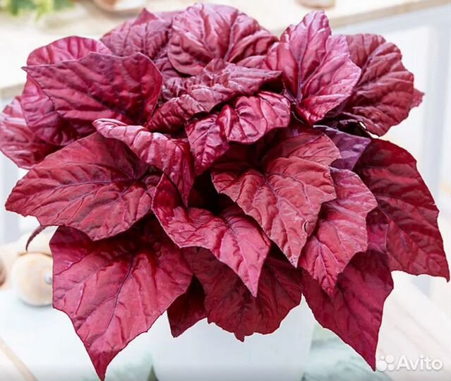 Подарок - Бегонии пестролиственные, сортовые