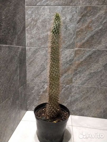 Похиподиум. Крупные растения для дома и офиса