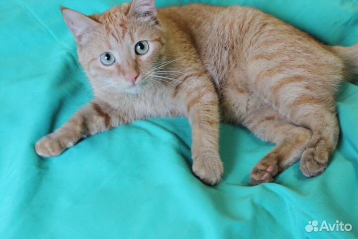 Рыжик котик в добрые руки