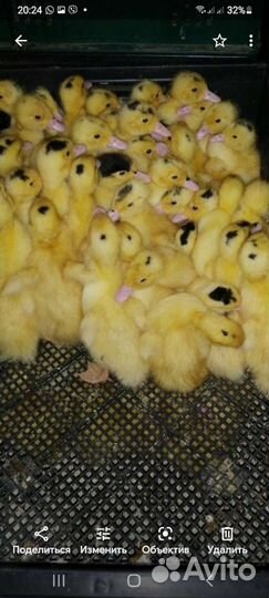 С/х птица оптом