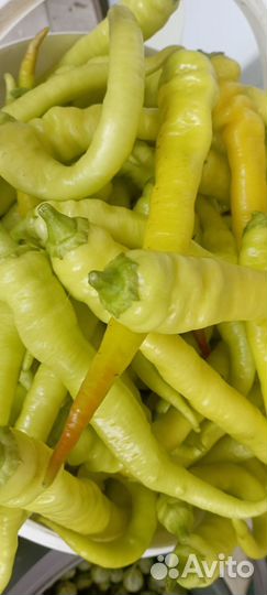 Перец острый свежий, базилик фиолетовый