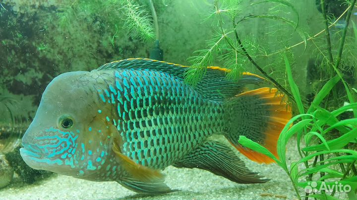 Акара бирюзовая
