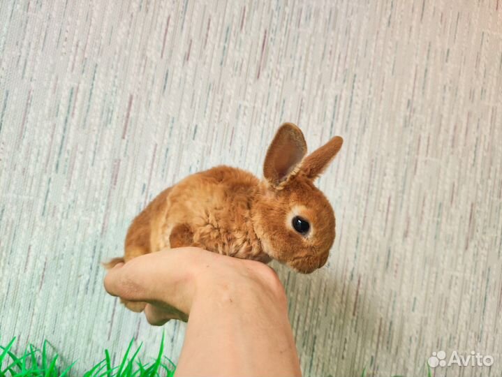Кролик карликовый рекс - мини
