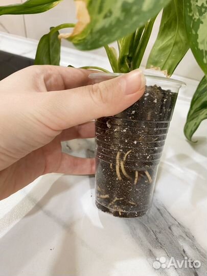 Аглаонема мария