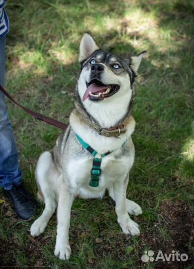 Алисе очень нужен дом