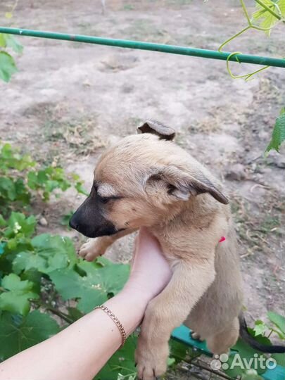 Щенок в добрые руки бесплатно