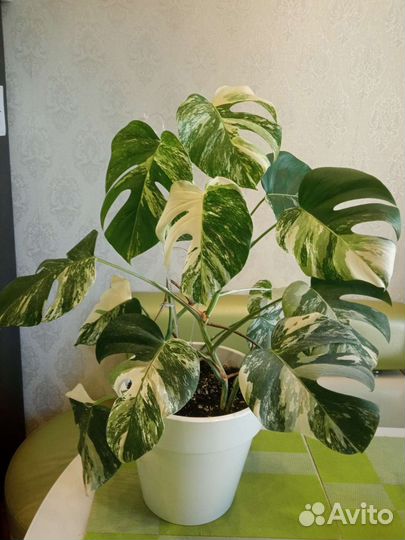 Монстера вариегатная