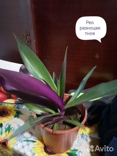 Рео разноцветное