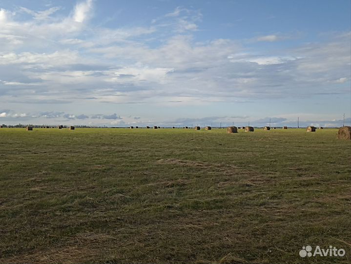 Сено в тюках