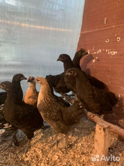 Куры ухейилюй,цыплята. ия