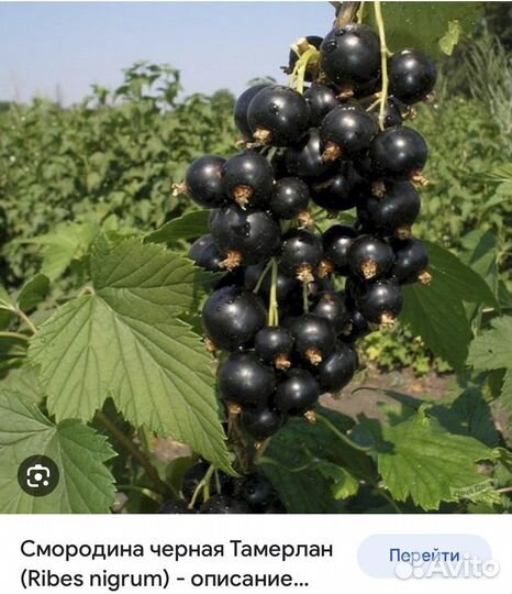 Саженцы ежевики, черной смородины