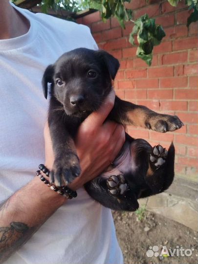 Австралийский келпи