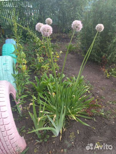 Лук цветок