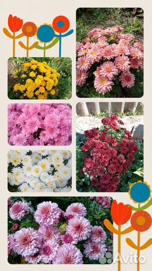 Хризантемы мультифлора