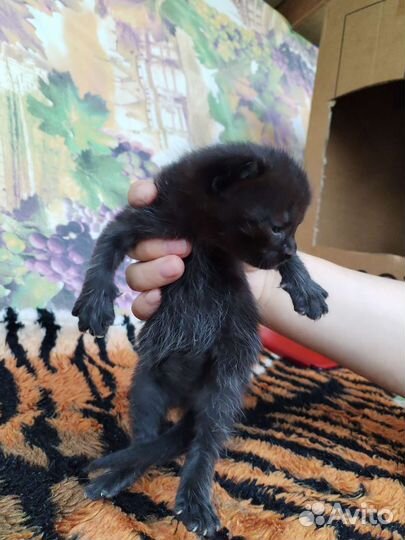 Котята в добрые руки бесплатно