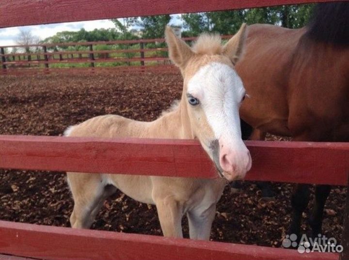 Конный клуб. Санкт-Петербург