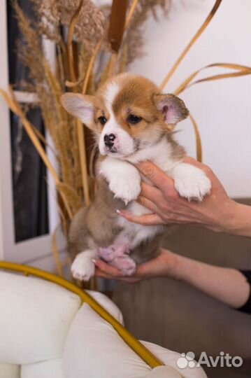 Вельш корги пемброк щенки