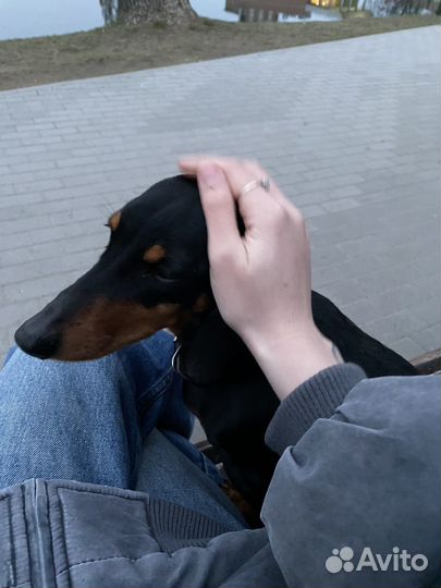 Выгульщик собак