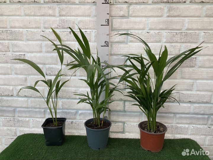 Арека, хамедорея, пальмы из питомника растений