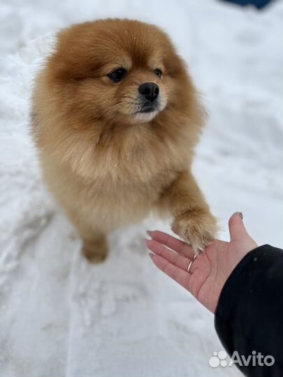 Немецкий шпиц вязка
