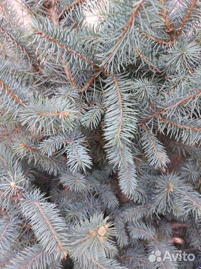 Ель голубая стриженная