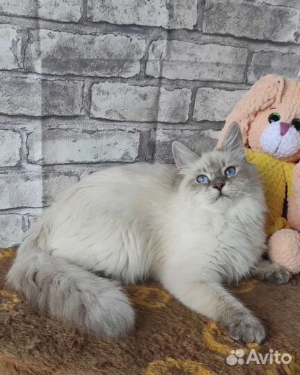 Пушистые подарки