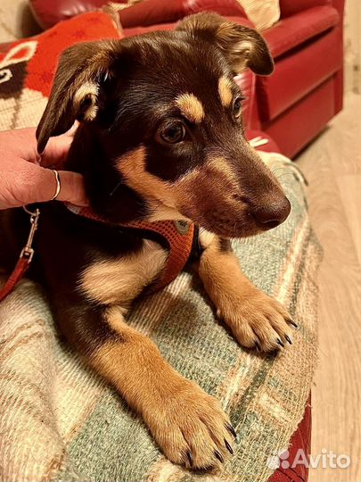 Щенок в добрые руки маленькой собаки