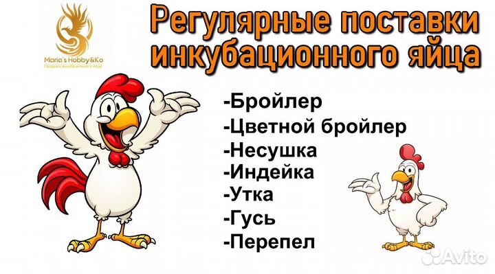 Инкубационное яйцо