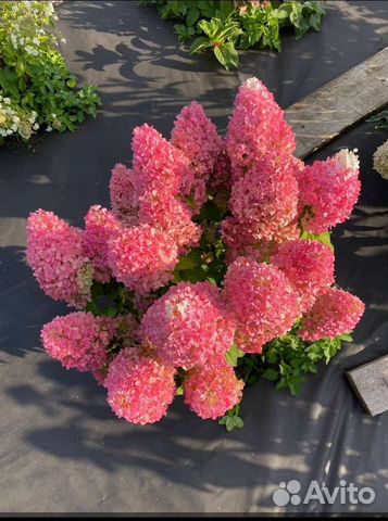 Гортензия метельчатая