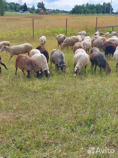 Овцы, бараны,ярки