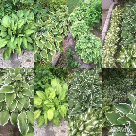 Хосты из моего сада