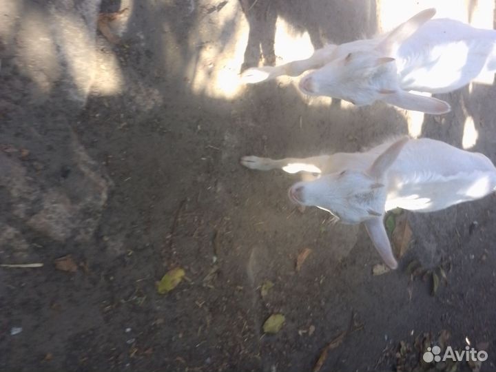 Козлята породистые