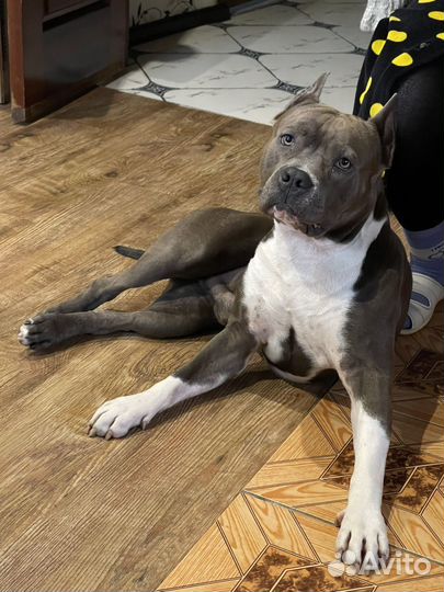 Стаффордширский терьер