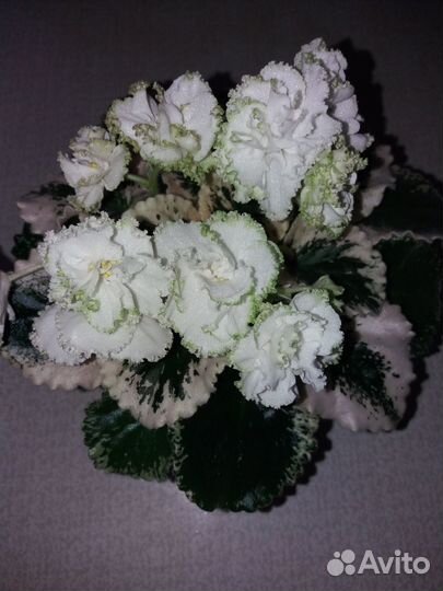 Фиалки сортовые детки