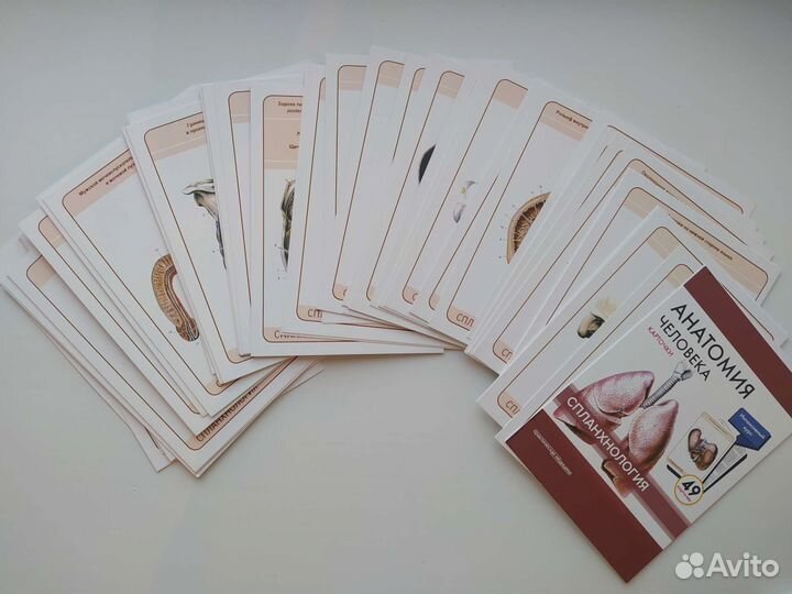 Анатомия человека