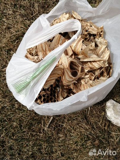 Гнездо шершней