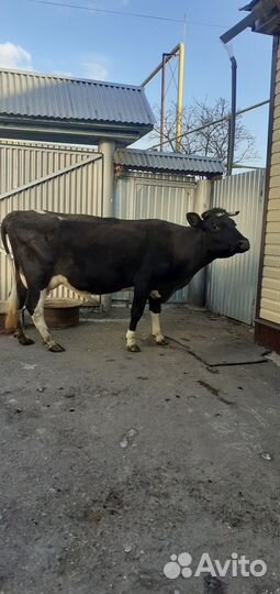 Продам корову