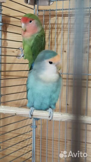 Попугай неразлучники с клеткой