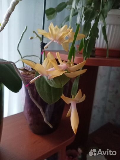 Цветок декабрист