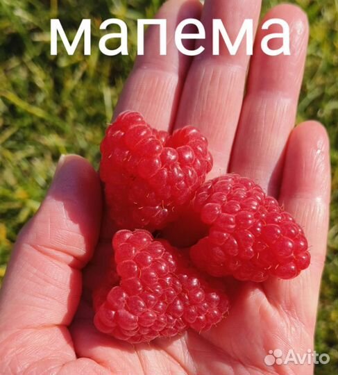 Саженцы малины Энросадира, Мапема, Соколица