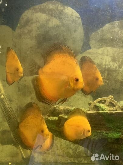 Рыба дискусы