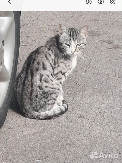 Спасите леопардика